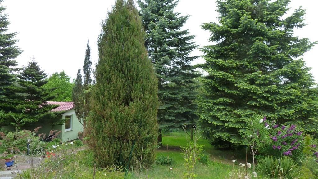 Bungalow Am Kuestrinsee Bei Lychen Ngoại thất bức ảnh